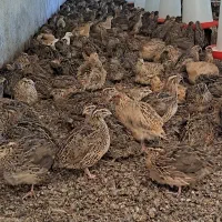 بلدرچین بالغ تخمگزار و گوشتی
