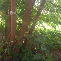 ۴۰۰متر زمین ترقیان خجیر  باغ جاجرود