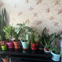 تعدادی گل آپارتمانی