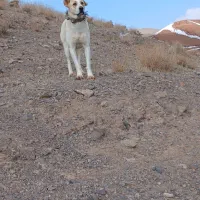 سگ خراسانی گوسفندی آدمی