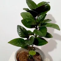 گل طبیعی|گل و گیاه طبیعی|خرمآباد, |دیوار