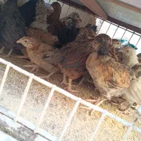 جوجه گلپایگانی ۵۵ روزه|حیوانات مزرعه|قرچک, داوود آباد|دیوار