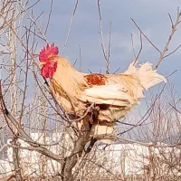 خروس لاری خروس جوان سرحال