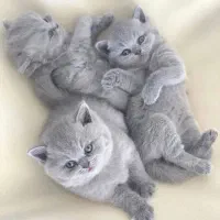 گربه بچه سالم و دوسداشتنی کاملا تربیت شده|گربه|قم, جوی شور|دیوار