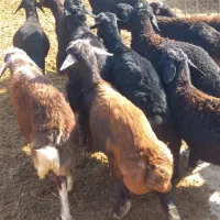 ۱۲تا بره نر پای پروار