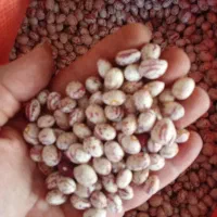 فروش عمده مواد غذایی مجموعه زران|خوردنی و آشامیدنی|تهران, شادمان|دیوار