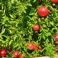 انار ملس و شیرین درجه یک باغی تولید به مصرف