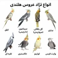 عروس هلندی پیدا شده محدوده همتی‌فر