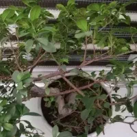 بونسای10ساله