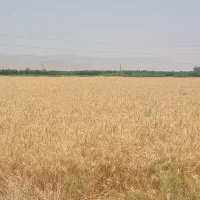 کارگردائمی برای کشاورزی و جای خواب