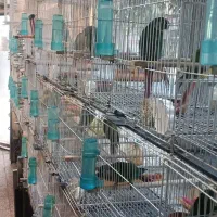 شاگرد برای پرنده فروشی