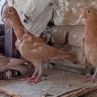 کفتر سار کلاغ سرور زرد آلمانی بزک سرخ کرمونی صید