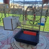 دوجفت عروس هلندی  با قفس  بزرگ وتمام  متعلقات