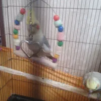 عروس هلندی|پرنده|صباشهر, |دیوار