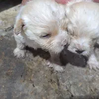 پیکینیز .۲۰.ر.و.زه|سگ|هشتگرد, کوی یاران|دیوار