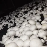 قارچ|خوردنی و آشامیدنی|استهبان, |دیوار