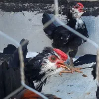 خروس گلین