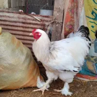 جوجه محلی|حیوانات مزرعه|فومن, |دیوار