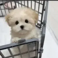 توله سگ پامر