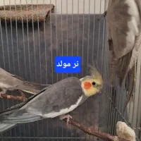 عروس هلندی فروش فوری|پرنده|تهران, قلمستان|دیوار