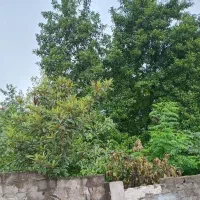 اجاره روزانه الان آماده پذیرایی|اجارهٔ کوتاه‌مدت آپارتمان و سوئیت|رشت, کوی فکوری|دیوار