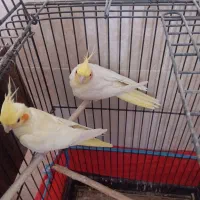 عروس هلندی مولد|پرنده|اصفهان, شاهد|دیوار