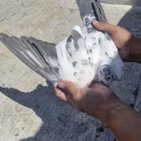 گمشده
