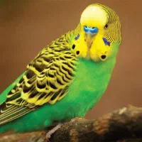 گمشده مرغ عشق دستی