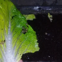 جوجه حلزون آچاتینا(فولیکا)