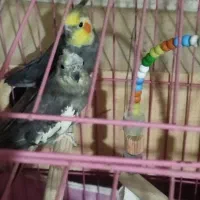 یه جفت عروس هلندی