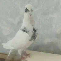 کبوتر گرفتنی