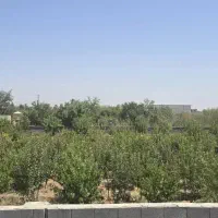باغچه 500متری 600ملیون با سند زرندیه