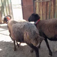 شیشک میش افشاری گله داری