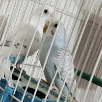 یه جفت فنچ یه جفت مرغ عشق|پرنده|زابل, |دیوار