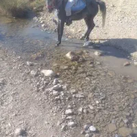 مادیون  کرد جفت زن