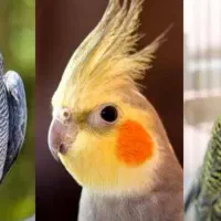 خرید و فروش انواع پرندگان زینتی