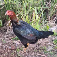 مرغ لاری اصیل