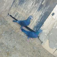 کبوتر|پرنده|زاهدان, |دیوار