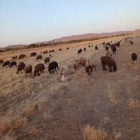 ده راس بره ماده سالم و واکسن خورده.