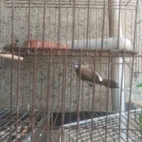فنچ بنگالی کینک