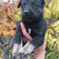 یک جفت توله نر و ماده|سگ|مرودشت, علیآباد|دیوار