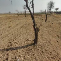 فروش زمین|فروش زمین و ملک کلنگی|تربتحیدریه, بالا ولایت|دیوار