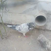 کبوتر|پرنده|گلپایگان, |دیوار