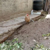 مرغ  رسمی خانگی جوان