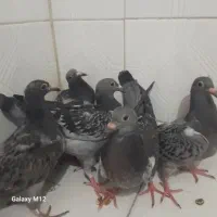 جوجه کبوتر تازه دون خور شده می۷۷۷خا۸۸۸م۹۹۹