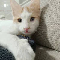 واگزاری گربه|گربه|تهران, امام زاده حسن|دیوار