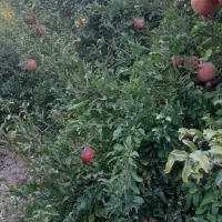 فروش باغ انار|خدمات باغبانی و درختکاری|کوهدشت, |دیوار