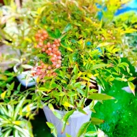 گلهای آپارتمانی بنسای، تراریوم، سانسوریا|گل و گیاه طبیعی|شیراز, هفت تنان|دیوار