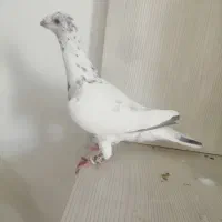 کفتر دسپر سیاه نر