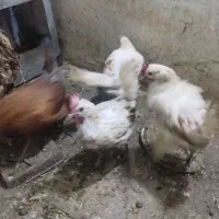 مرغ لری جوان